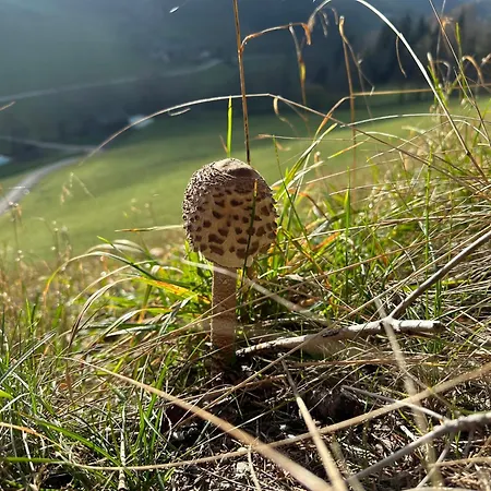 Schneealpe Krampen