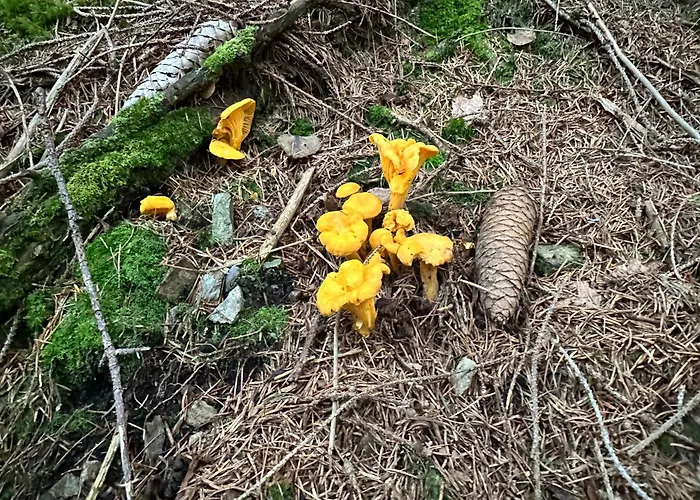 Schneealpe * Krampen