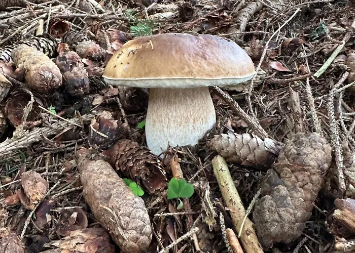 Schneealpe Apartamento Krampen